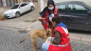 Türk Kızılay gönüllüleri, sokağa çıkma kısıtlamasında sokak hayvanlarını unutmadı