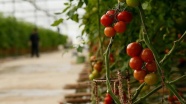 Türkiye 186 ülkeye bin 730 çeşit tarımsal ürün ihraç ediyor