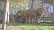 Türkiye'de dünyaya gelen ilk 3'üz aslanlar yeni yuvalarında