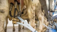 'Türkiye'de geçen yıl 22,1 milyon ton çiğ süt üretildi'
