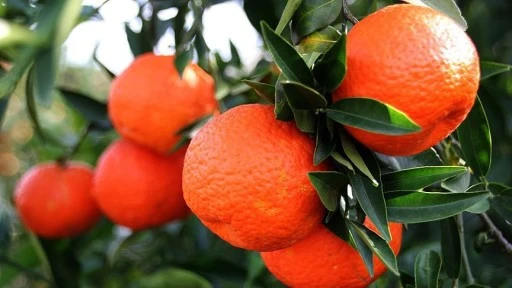 Türkiye'de mandalina hasadı iyi, Rusya'ya ihracatta sorun yok