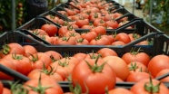 Türkiye&#039;nin domates ihracatı geçen yıl 313 milyon 405 bin dolara yükseldi