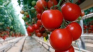 Türkiye&#039;nin domates ihracatı yılın ilk yarısında yüzde 12 arttı