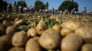 &#039;Türkiye patates üretiminde dünyada ilk 10&#039;da&#039;