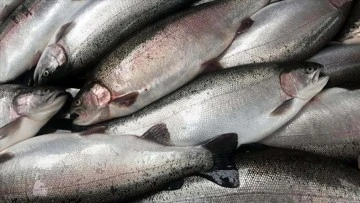 Türkiye, Rusya'ya balık ve deniz ürünleri tedarikini artırdı