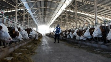 Türkiye'de inek sütü üretimi mayısta rekor düzeye ulaştı