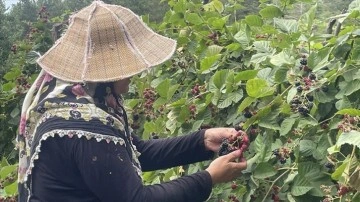 Uludağ'ın eteklerinde yetişen ahududu ve böğürtlenler kadınların gelir kapısı oldu