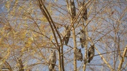 Üniversite kampüsündeki ağaç, baykuş kreşi oldu