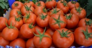 Üreticilerden Canan Karatay’ın domates açıklamasına tepki