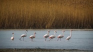 Van Gölü kuğu ve flamingoları ağırlıyor