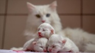 Van kedileri 2021&#039;in ilk yavrularını dünyaya getirdi
