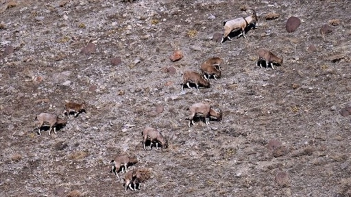 Van ve Hakkari dağlarında yaban keçisi popülasyonu artıyor