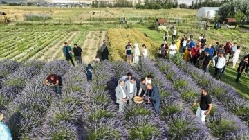 Van'da akademisyenlerin yetiştirdiği tıbbi ve aromatik bitkilerin hasadı yapıldı