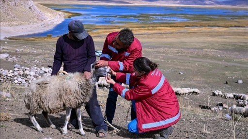 Van'da yaylalardan dönen sürülere sağlık hizmeti