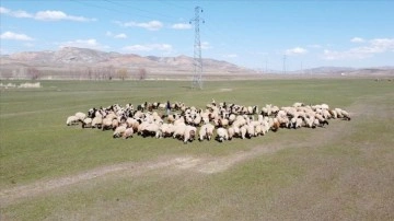 Van'da zorlu kışı atlatan besiciler koyunlarını meralara saldı