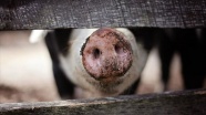 Vietnam'da 1,7 milyon domuz itlaf edildi