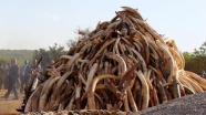 Vietnam'da bir ton fil dişi ele geçirildi