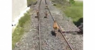 Yaban keçileri trenin altında kalmaktan son anda kurtuldu