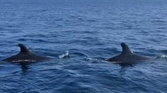Yalancı katil balinalar Kuzey Ege’de ilk defa görüntülendi