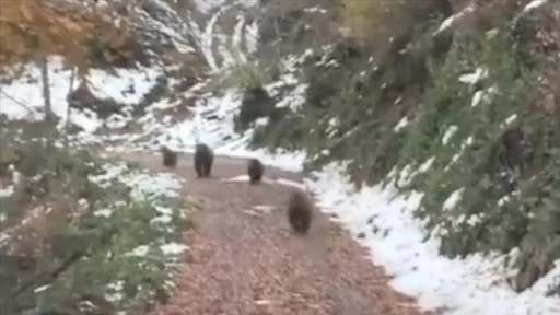 Yalova'da orman içindeki yolda 4 ayı görüntülendi