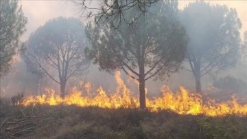 Yalova'da çıkan orman yangınlarına müdahale ediliyor