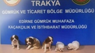 Yavru köpekleri vücutlarına sarmışlar