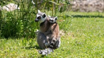 'Yavru lemur' Ormanya'nın yeni maskotu oldu