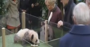 Yavru panda, Brigitte Macron'a saldırdı