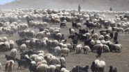 Yayla mesaisini tamamlayan Doğu Anadolu&#039;daki göçerler dönüş yolunda