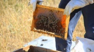 Yayla yasağının kalkması arıcıları sevindirdi