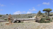 Yemenli Müsteşar Rahbi: Sokotra&#039;daki ender ağaçlar, ayrılıkçı GGK desteğiyle BAE&#039;ye kaçırıldı