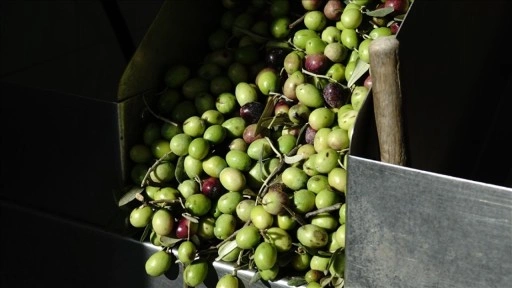 Yeni mahsul "kırma yeşil zeytin" damakları tatlandırmaya başladı