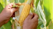 &#039;Yerli ve milli&#039; mısır çeşitleri tanıtıldı
