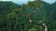 Yeryüzünün en yaşlısı 5 bin yıllık çam ağacı