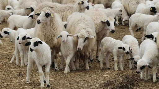 Yetiştiriciler, Hayvancılığa Destek Projesi'ne küçükbaşların da eklenmesini talep ediyor