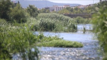 Yılan balığı neslinin devamı akarsulardaki yaşam alanlarının korunmasına bağlı