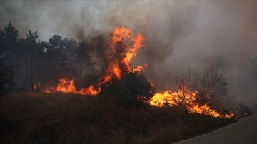 Yunanistan'da 31 Mart'ta başlayan orman yangını sürüyor