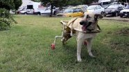 Yürüyemeyen köpeğe plastik borularla yürüteç yaptı