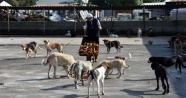 Zabıtanın el koyduğu simitler barınaktaki köpeklere verildi