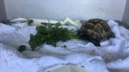 Zifte batmış halde bulunan kaplumbağa hayata döndürüldü