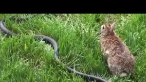 Anne Tavşanın Yılanla Savaşı