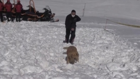 Arama kurtarma köpeği ‘Girgin’ jandarmaya hayat kurtaran operasyonlarda güç katıyor