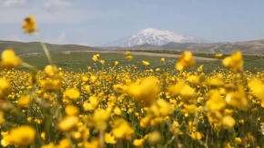 Ahlat ovaları sarı düğün çiçekleriyle renklendi