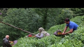  Fındığı ile meşhur Giresun, Çayda da iddialı