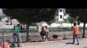 Kaçan kurbanlıklar zor anlar yaşattı