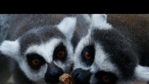 Parkta &quot;Üşüyen lemurlar” özel “ısıtıcı&quot; ile sevindi